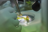 A close up shot of a pair of gloved hands with tweezers dissecting a small plant in a petri dish