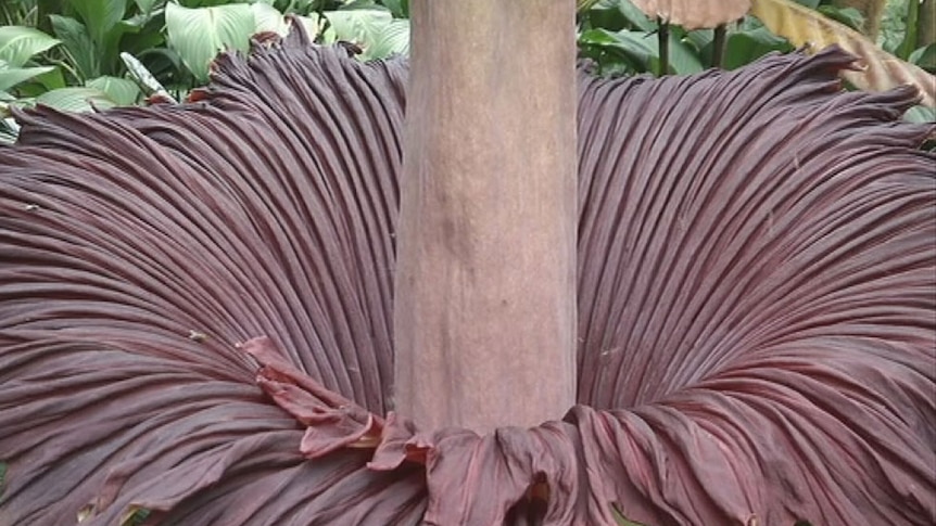 Spud the corpse flower creates a stink in Cairns.