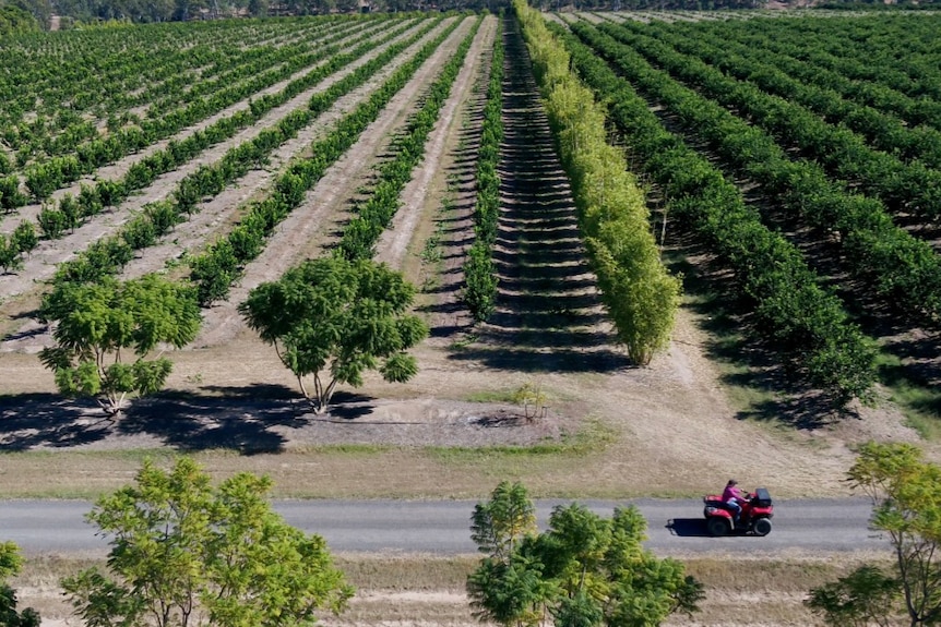 A drone photo over Gayndah citrus farm, with Emma Robinson riding her quadbike through the orchards.
