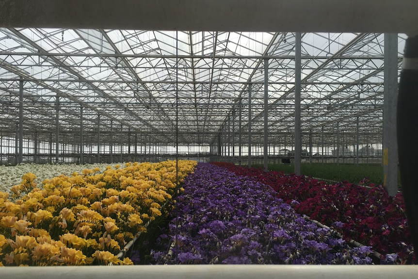 Maarten Blokker's new greenhouse