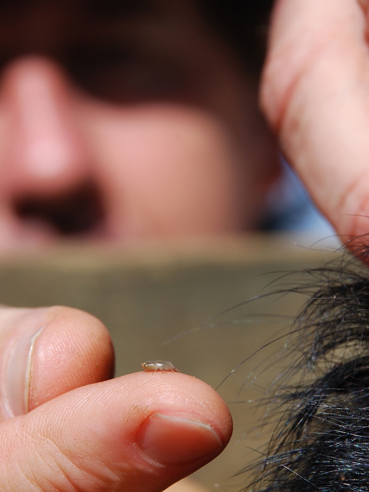 A close-up of a cattle tick on a man's finger