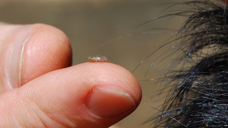 Cattle tick on finger