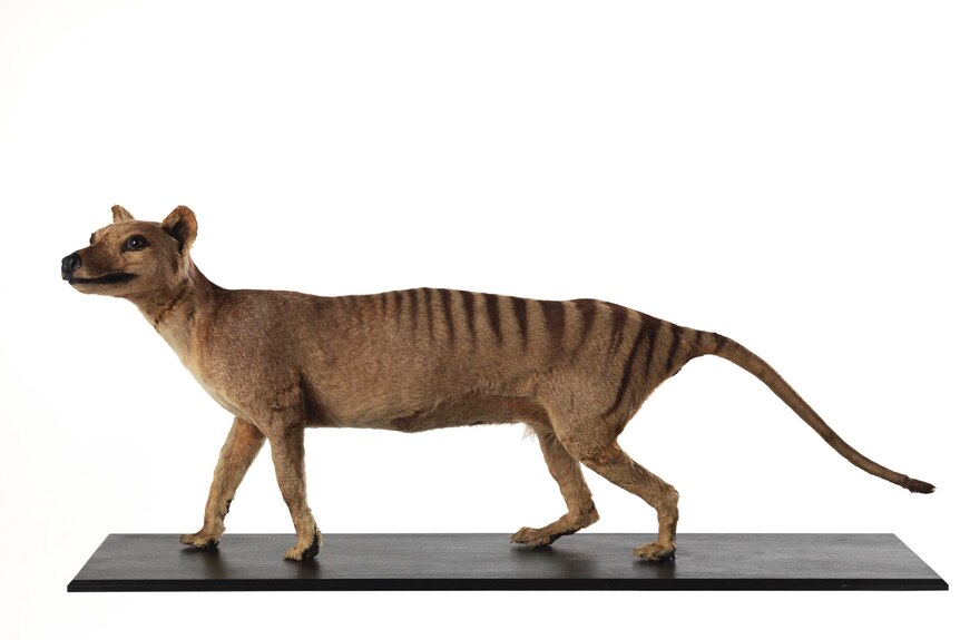 A taxidermist stuffed thylacine