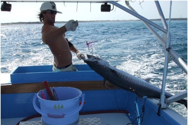 Man brings in a Spanish mackerel over the side of a boat.
