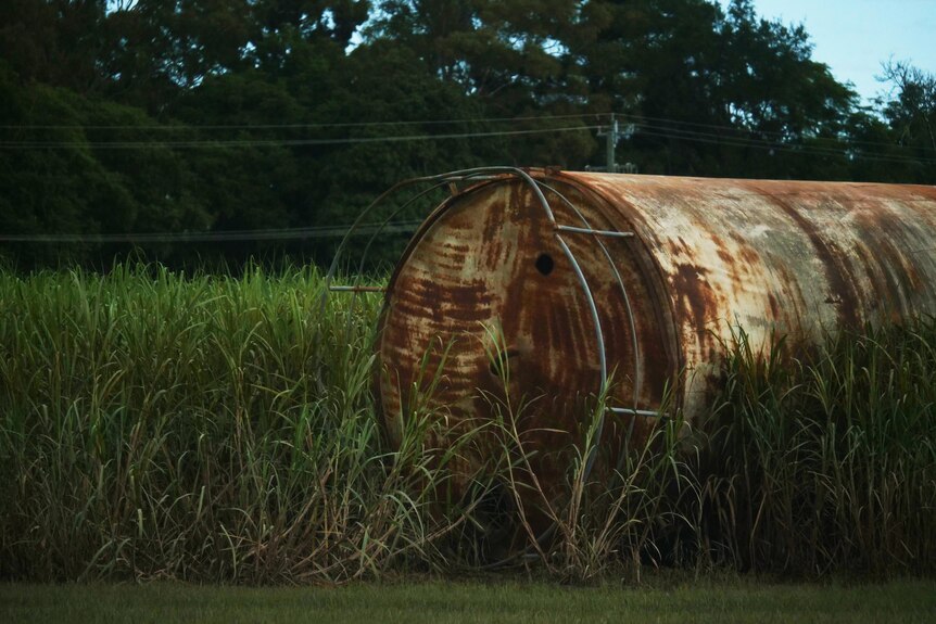 rusty large silo on its side in cane field