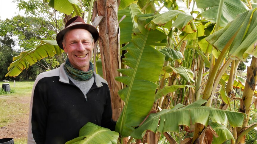 Growing tropical fruit in one of WA's coldest regions? This Albany grower is proving it's possible