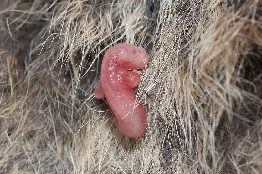 Wallaby embryo in mother's pouch