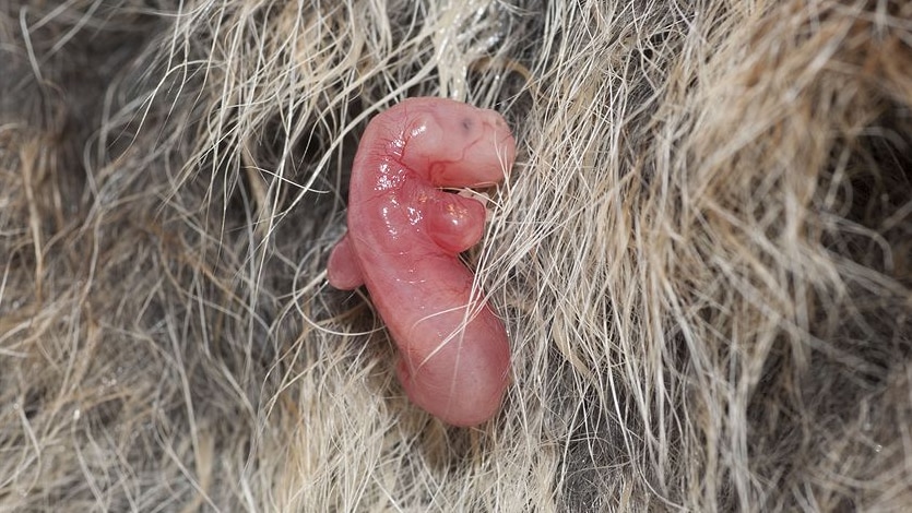 Wallaby embryo in mother's pouch