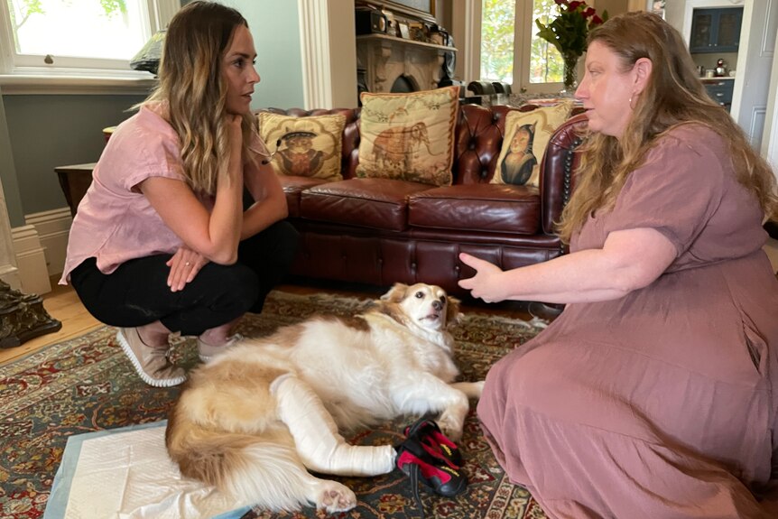Two women chat with a dog with a bandaged leg between them. 