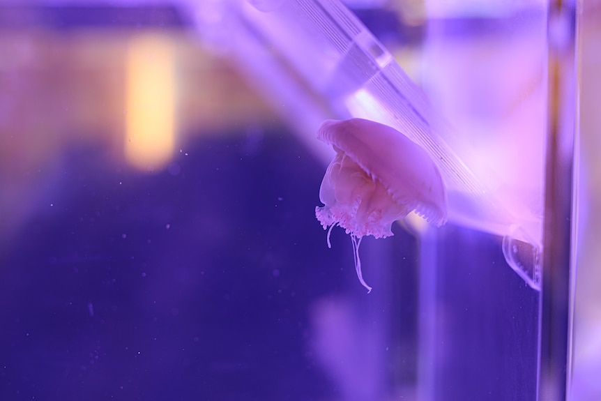 A small jellyfish swimming in a tank.