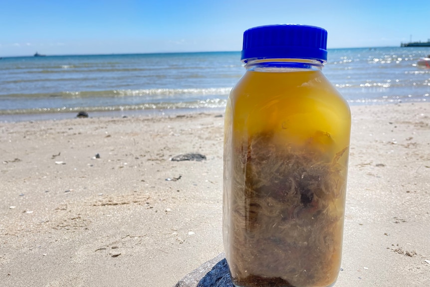 A jar containing seaweed suspended in oil sits on the beach.