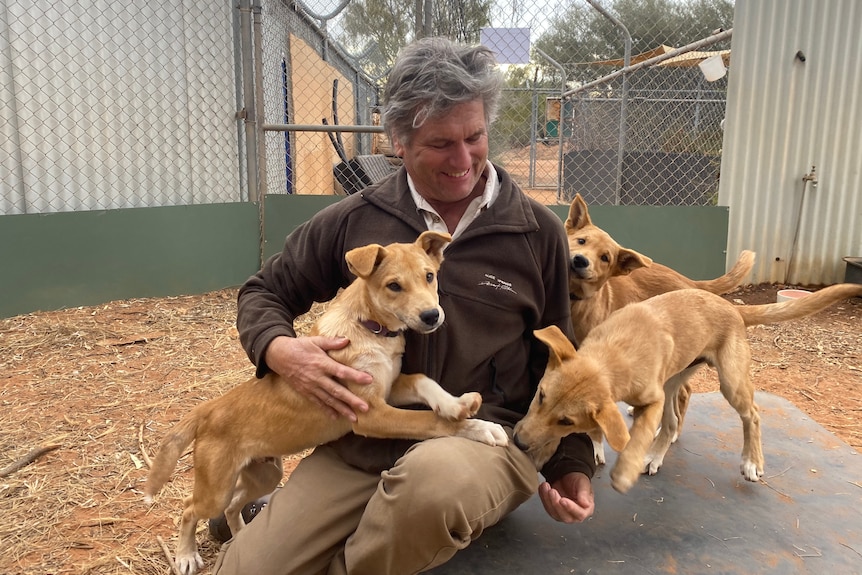 A man with grey hair in a brown jumper sits on a wooden platform surrounded by three dingo puppies.