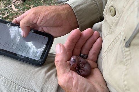 Wildlife carer holds baby possum in palm of his hand.