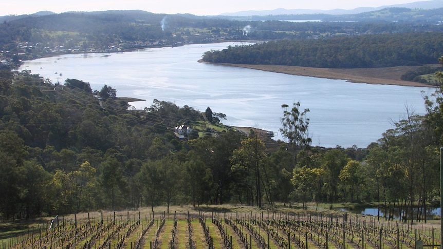 Vineyard flanking Tasmania's Tamar estuary