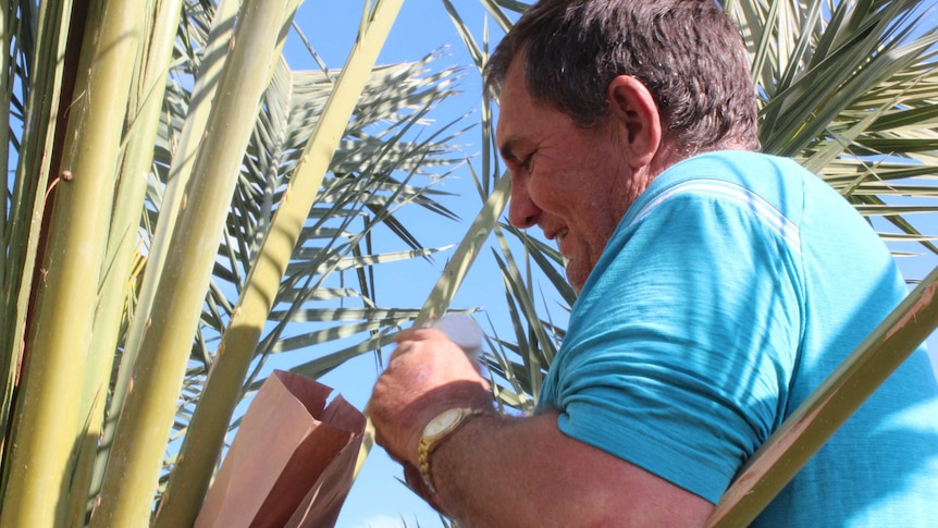Riverland date producer Steve Brauer hand-pollinates one of his trees.