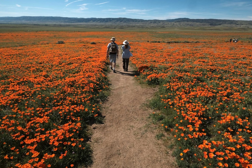 Visitors walk among the poppy bloom at Antelope Valley California Poppy reserve in Lancaster.