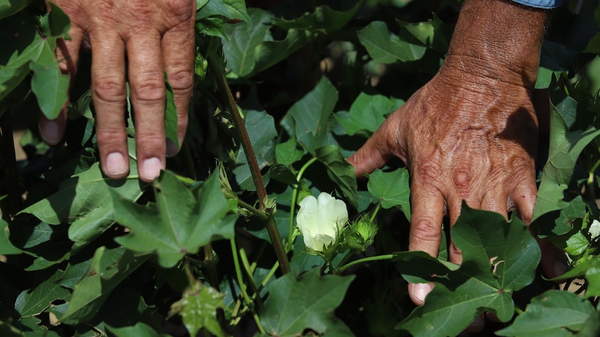 A white cotton flower on a green bush.