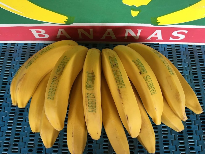 A bunch of bananas, each piece of fruit with a Rabbit Organic logo written on it in green ink