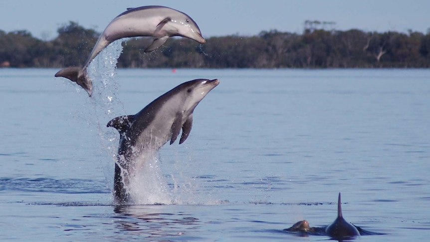 Burrunan dolphin jumping out of lake