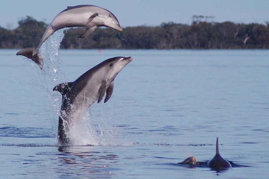 A pair of dolphins leap out of a lake.
