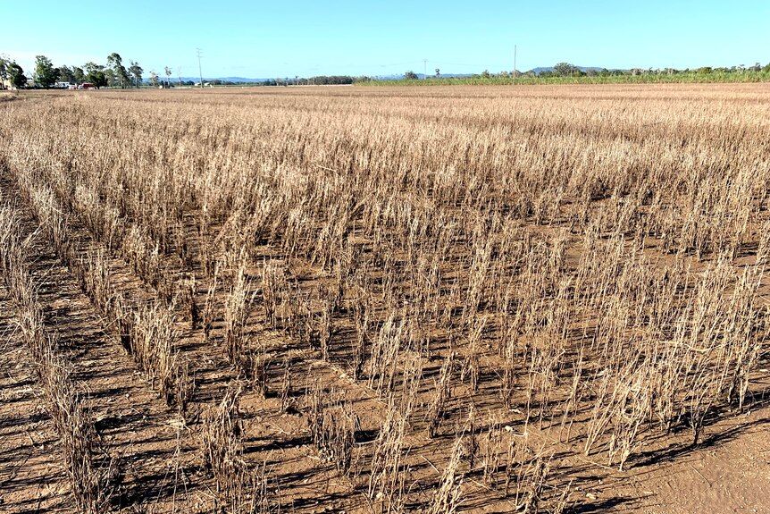 A field of dead soybeans.