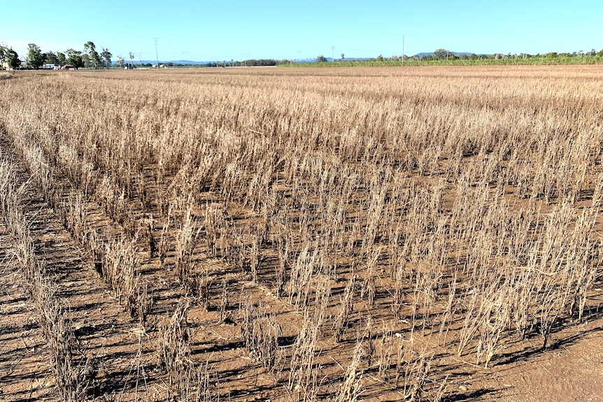 A field of dead soybeans.
