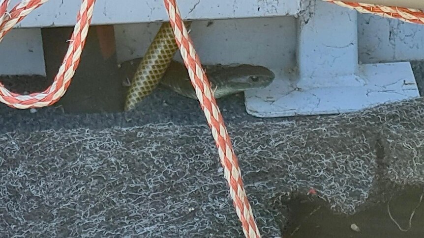 80yo fisher finds himself trapped in a tinny with a tiger snake  — 11km from shore
