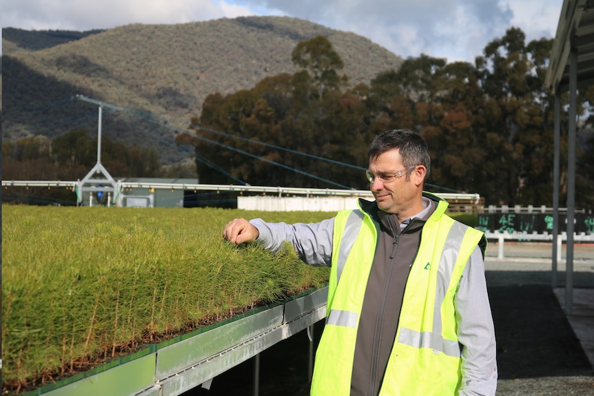 A man looks over trays of green pine seedlings in a tree nursey