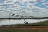 Irrigation of a vegetable crop