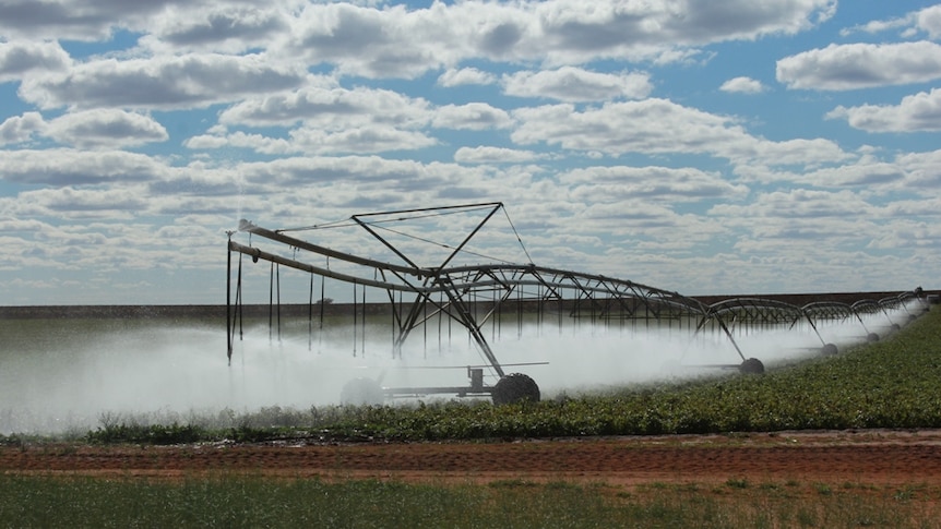 Irrigation of a vegetable crop