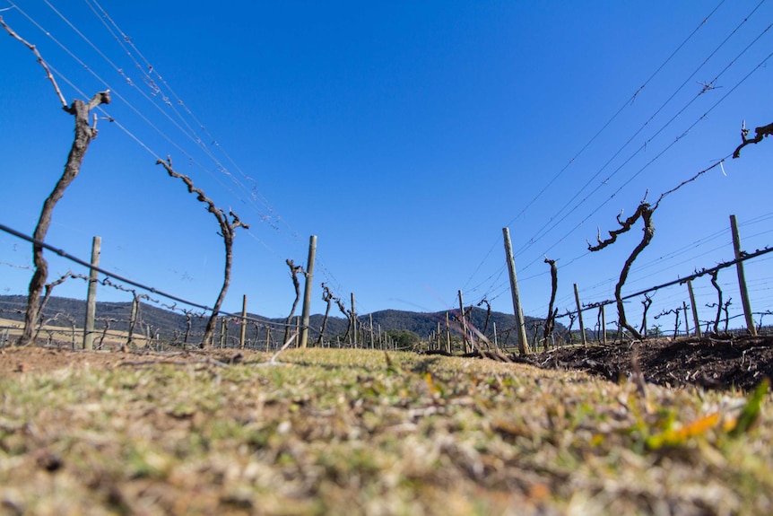 Vines grow on wires in a vineyard.