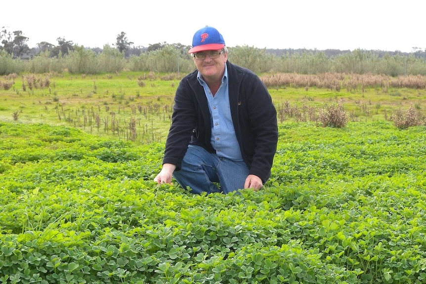 A man kneels in a field of thick green pasture