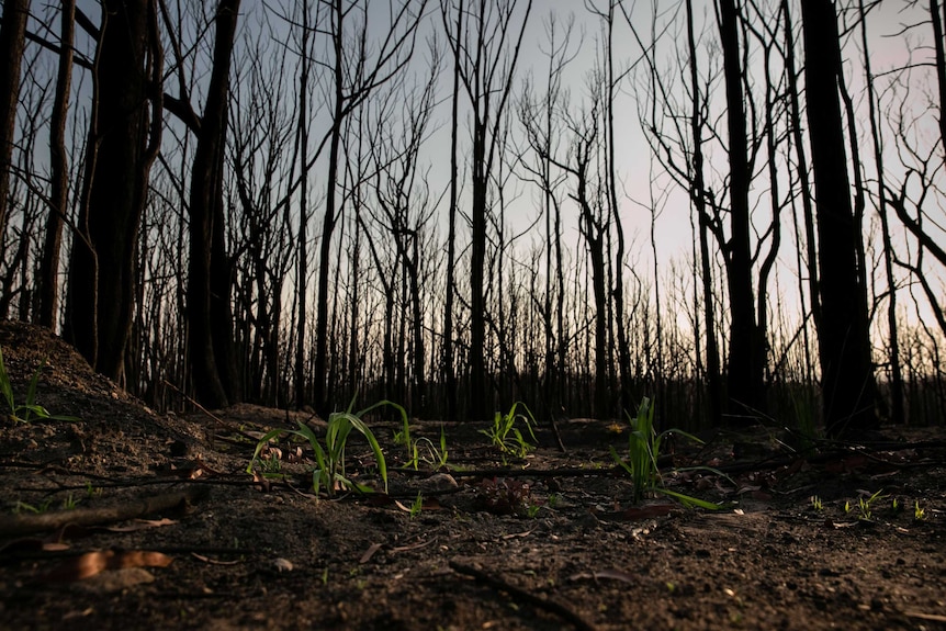 Green starts to shoot from burnt ground.
