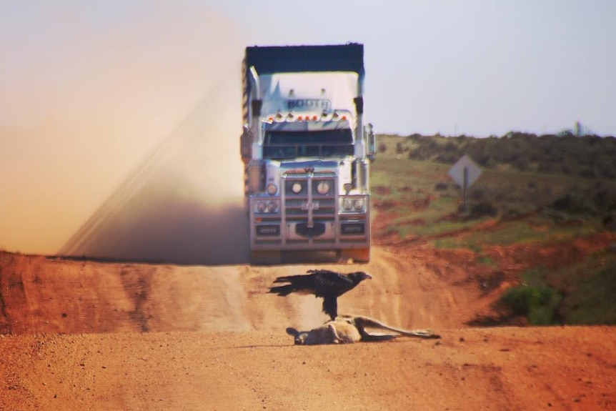 Eagle on dead kangaroo with big truck on road
