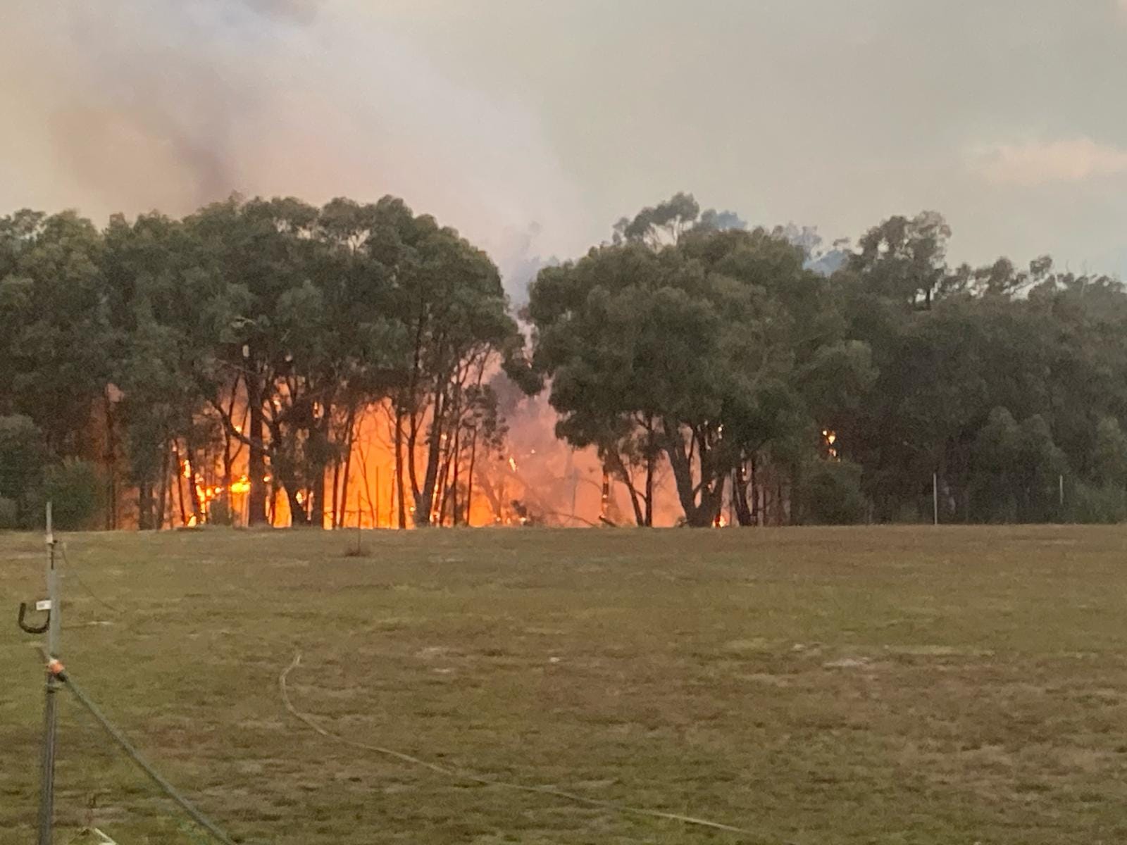 Orange flames as a fire burns through a field of trees.