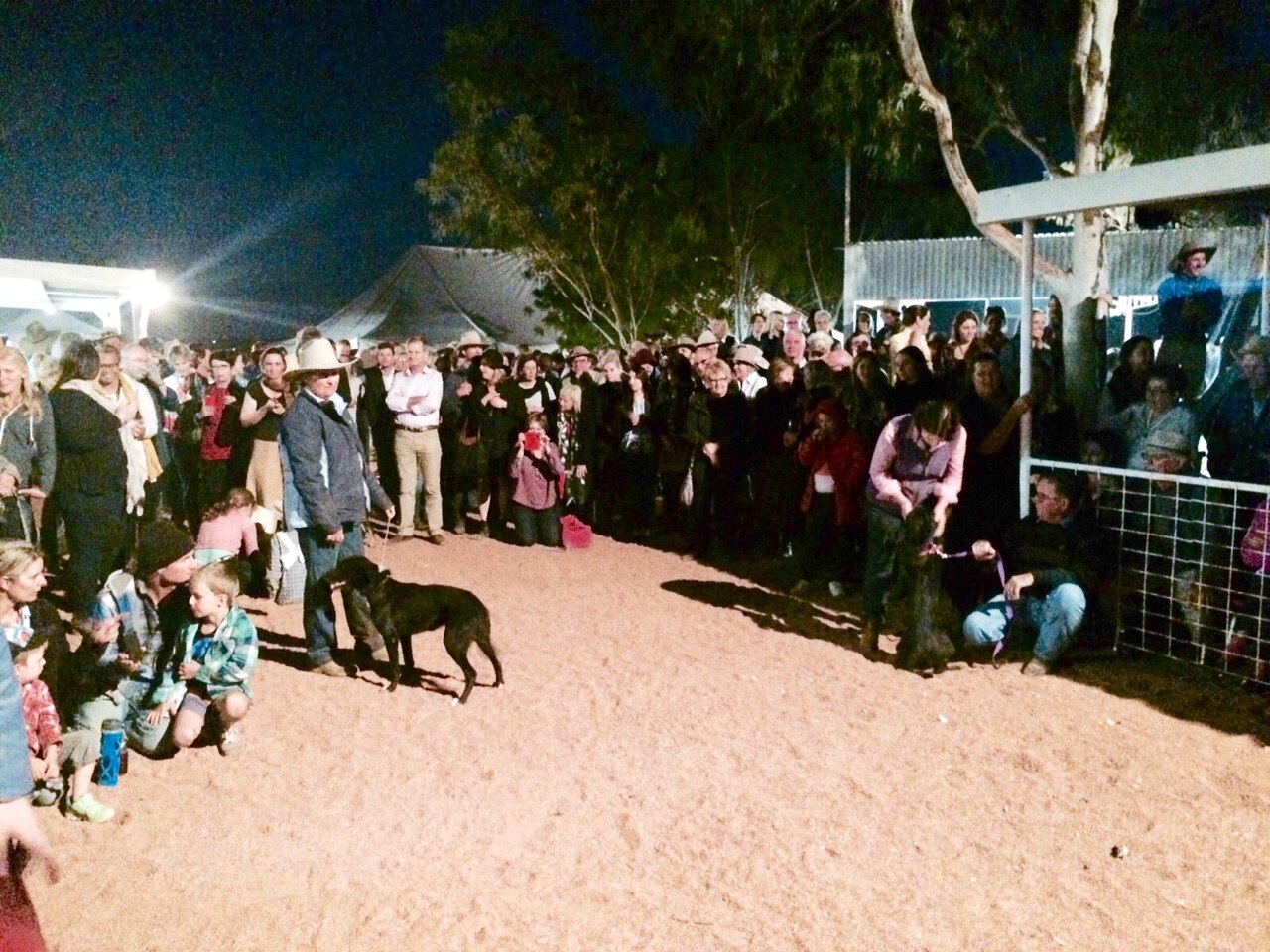 Western Qld Kelpie Sasha centimetres off world record dog jump ABC News