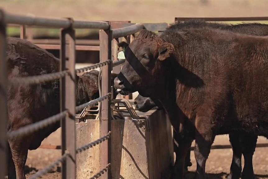 Cows eat next to a fence.