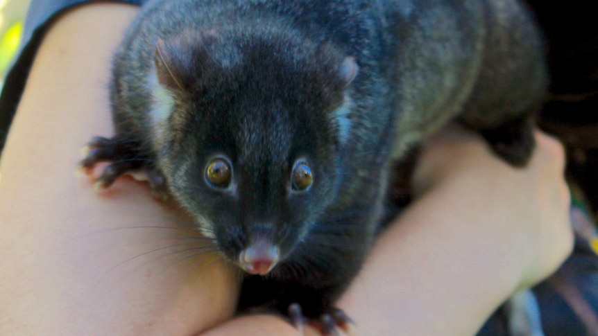 Western ringtail possum 2