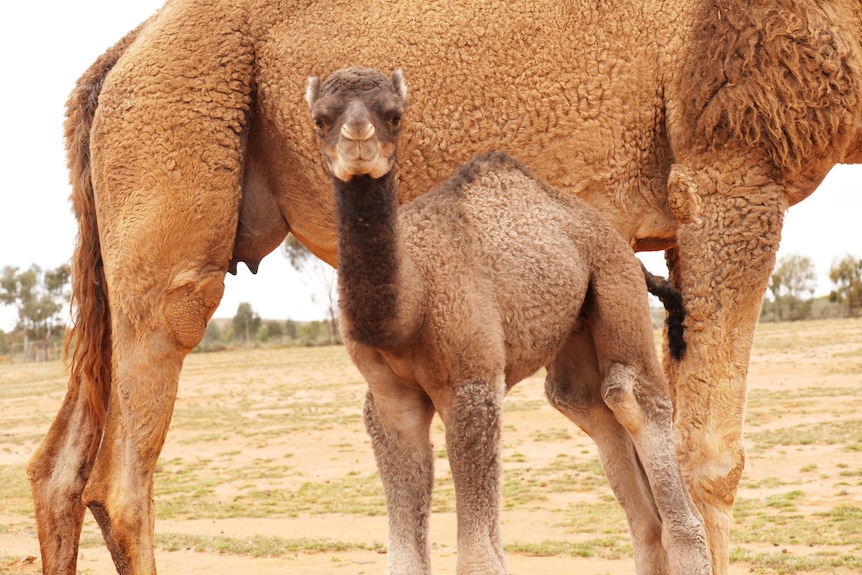 A baby camel looking and smiling at the camera