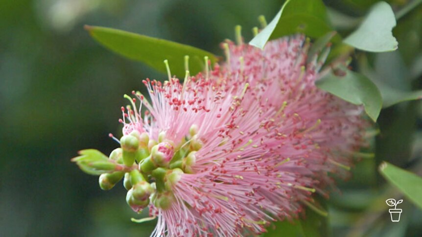 Closeup of pink bottlebrush flower