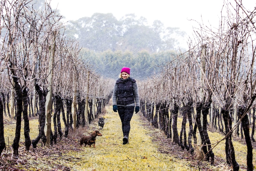 Woman, in centre of photo, walks with two dogs in a vineyard that uses sustainable practices in Victoria.