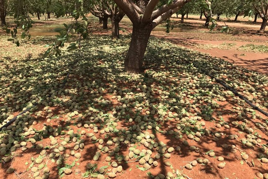 Almonds knocked off trees after the freak storm