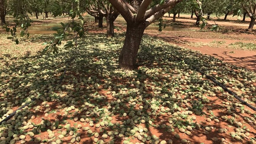 Almonds knocked off trees after the freak storm