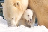 Three-month-old polar bear cub peers out from under her mother's neck at Sea World on Queensland's Gold Coast