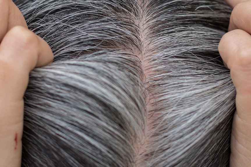 A photo of light and dark grey hair being parted by two hands.