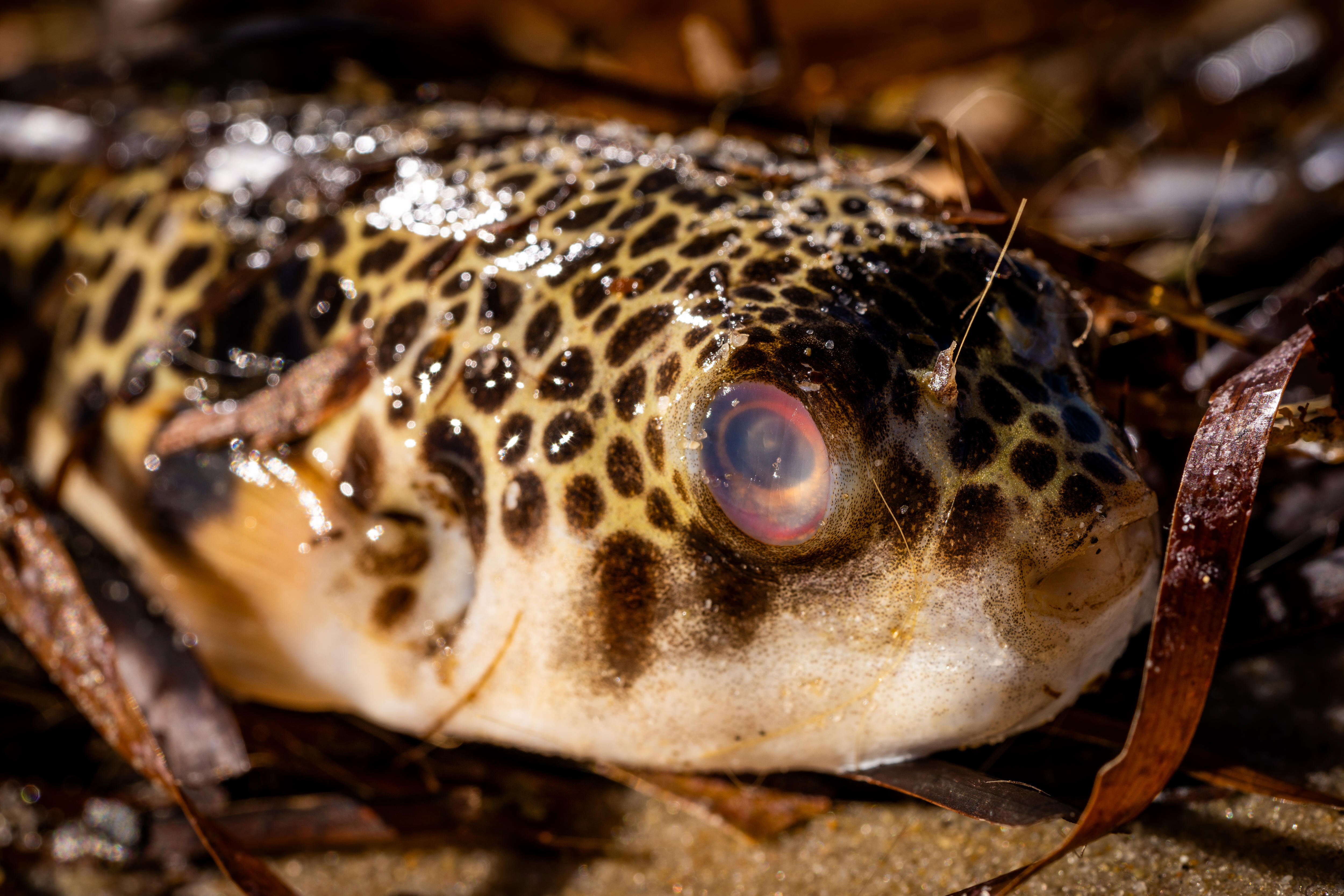 Vida marina muerta en West Beach de Adelaida.