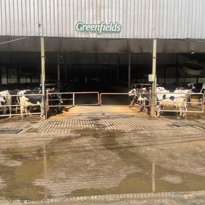 a dairy in Indonesia. 