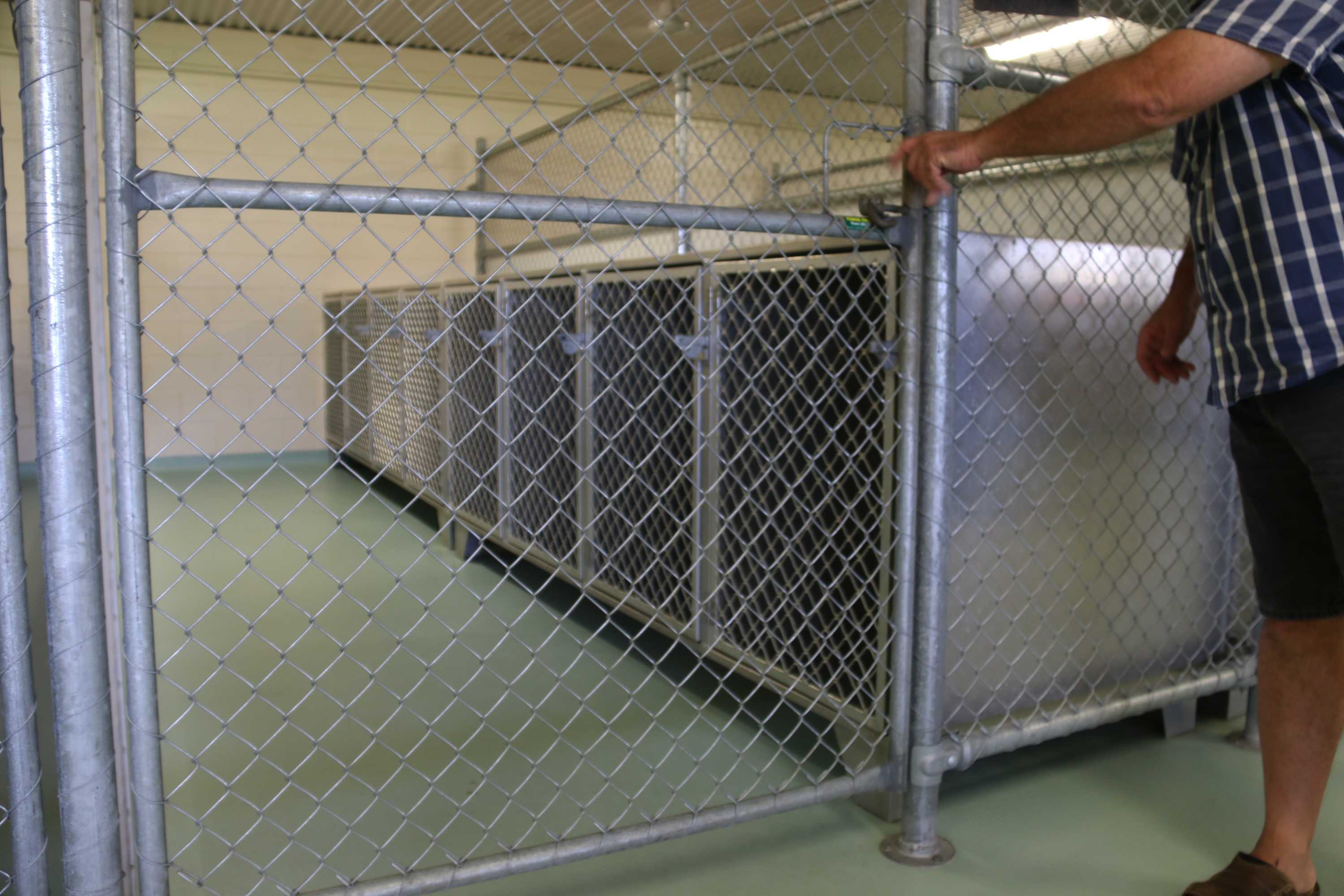 Flesheating disease kills three racing greyhounds in Darwin kennels