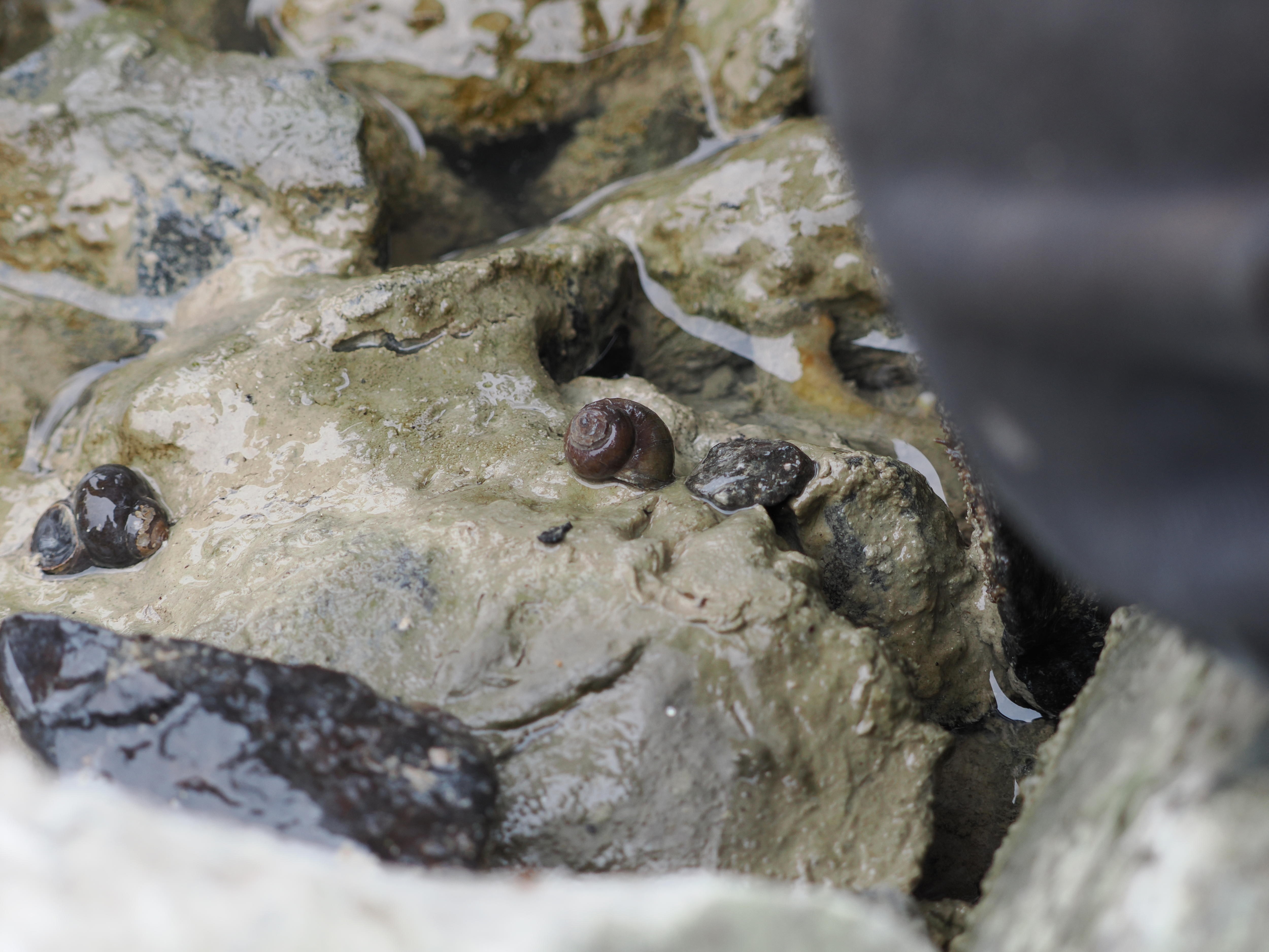 A close up of a few small freshwater snails on a rock with some water surrounding them