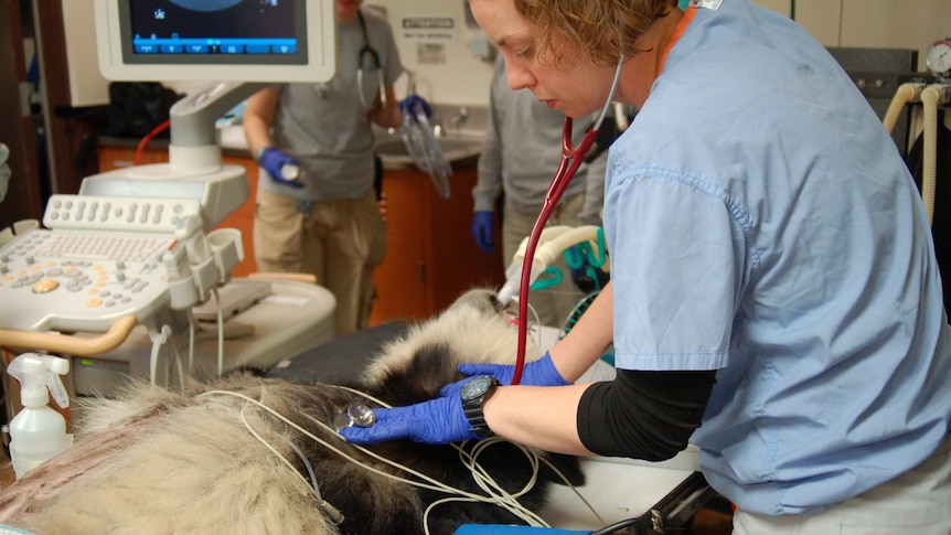 A vet listens to Bei Bei's heartbeat during surgery.